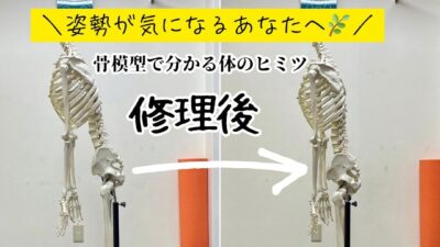 ＼姿勢が気になるあなたへ🌿／ 骨模型で分かる体のヒミツ